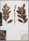 Foto von Salix cinerea L.